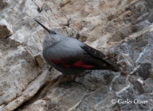 Wallcreeper (Tichodroma muraria), one of the most strikking birds living in high mountains.