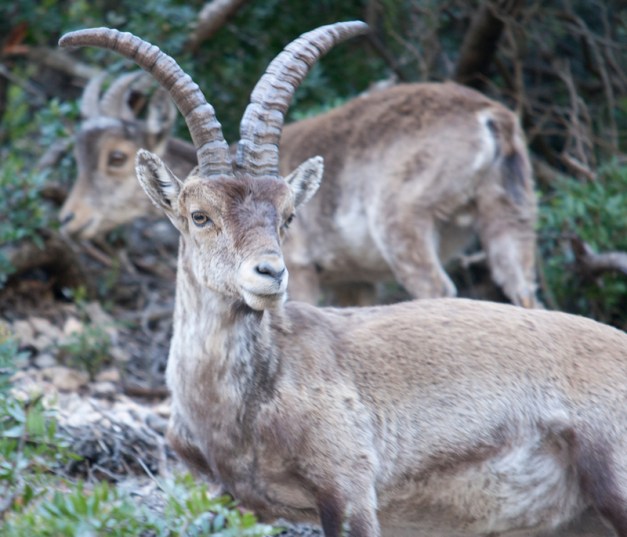 Spanish Ibex was one of the targeted mammals along those days. Photo taken along the filming sessions in Tortosa-Beseït Natural Park. Photo: Carles Oliver