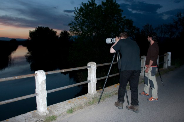 Brütus Ostling crepuscular photo session in Aiguamolls de l'Empordà with Ivan from Barcelona Birding Point 