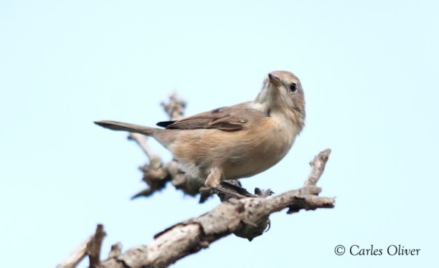 Subalpine Warbler