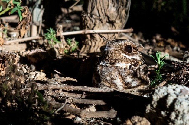 Caprimulgus ruficollis