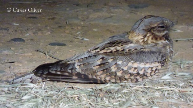 Red-necked Nightjar