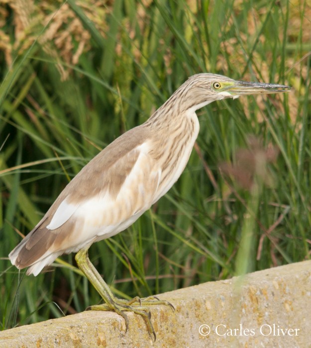Squacco Heron