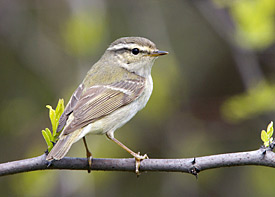 28018_Vogelzug___Yellow_Browed_Warbler