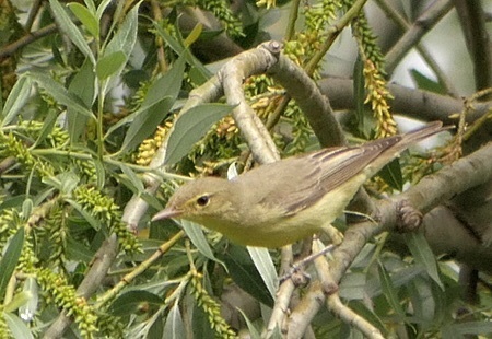 Icterine Warbler