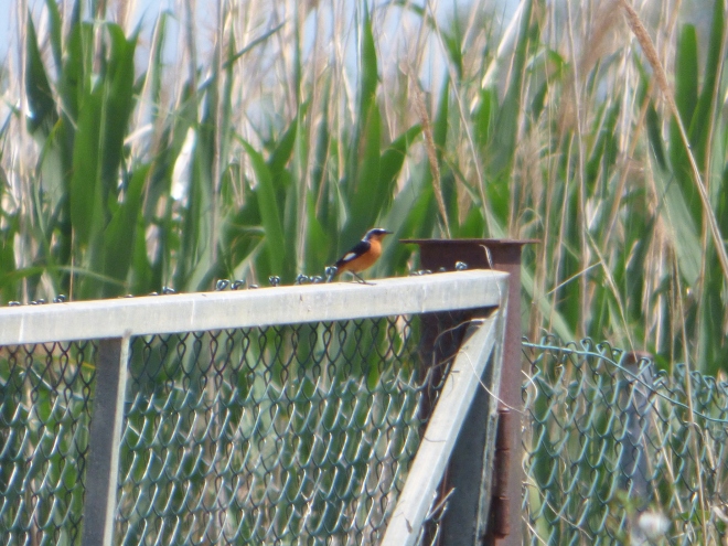 Moussier's Redstart at Ebro Delta, 2nd record for Catalonia. Image: Victor Sanz
