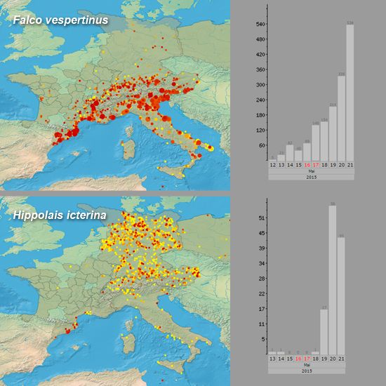 Red-footed Falcon & Icterine Warbler irruption