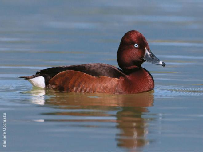 Moretta tabaccata; Ferruginous Duck; Aythya nyroca