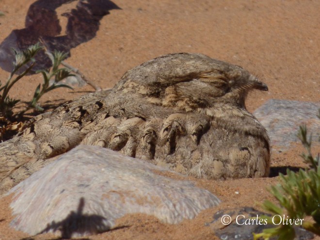 Egyptian Nightjar - Caprimulgus aegyptiacus