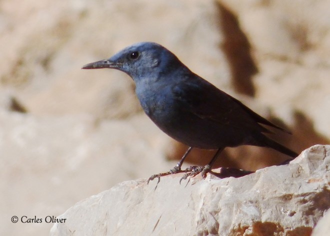 Blue Rock Thrush in Dades Gorge.