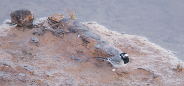 Motacilla subpersonata