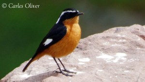 Moussier's Redstart - Phoenicurus moussieri copy
