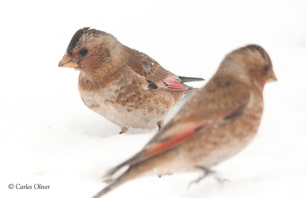 Rhodopechys sanguinea