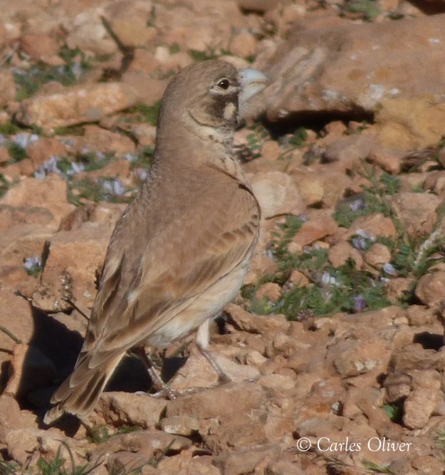 Thick-billed Lark - Ramphocoris clotbei
