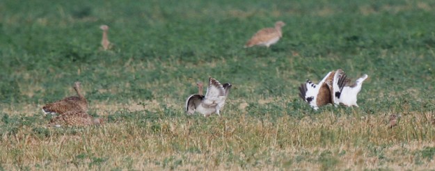 tmp_20151025-_MG_2851ret1844806311