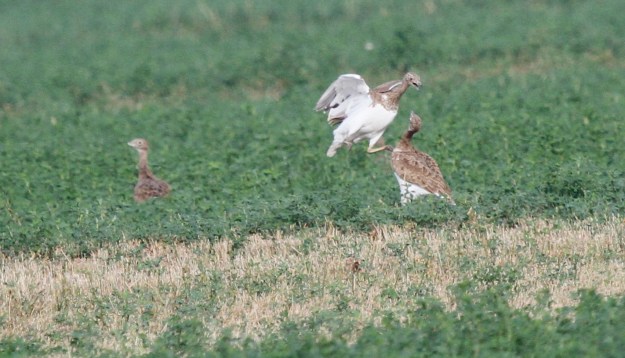 tmp_20151025-_MG_2942ret1352103982