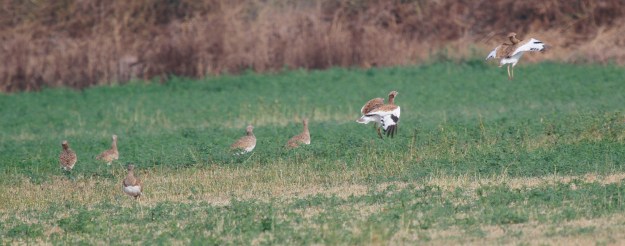 tmp_20151025-_MG_3027petit 2762400530