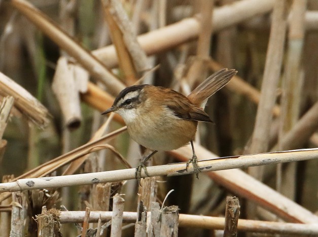 tmp_348-8-1321093368