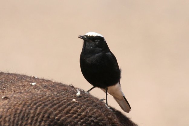 tmp_163002691.I9YQHCrV-1320209401