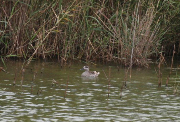 tmp_163009098.5Wen19qi-1281162645