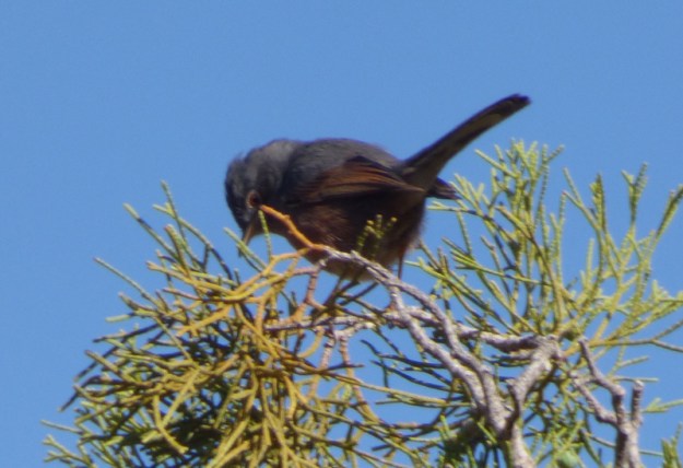 tmp_P1110354672025633