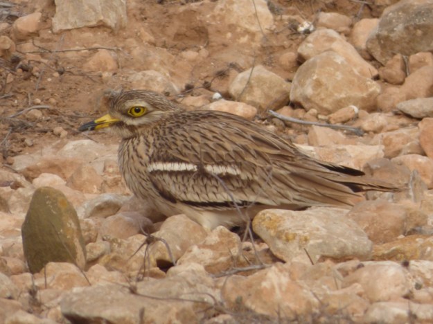 tmp_P1110474874202186