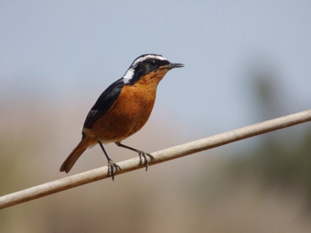 tmp_P1110574-597447472