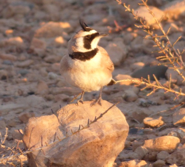 tmp_P1110650-1067284061