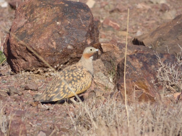 tmp_P11107851528891148