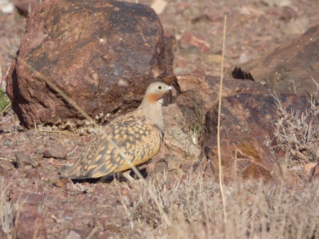 tmp_P11107851528891148