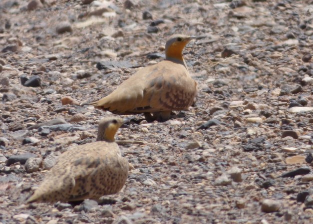 tmp_P1110893586568729