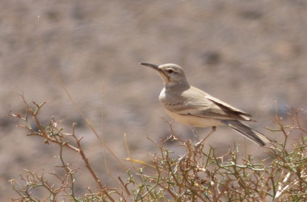 tmp_P1110953-606422891