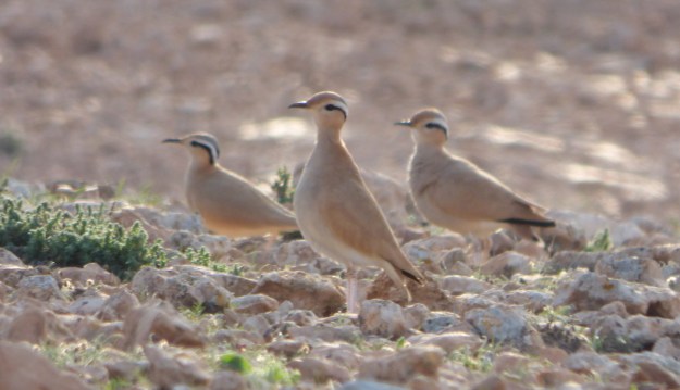 corredor-sahariano-071216-1-copy