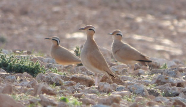 corredor-sahariano-071216-1-copy