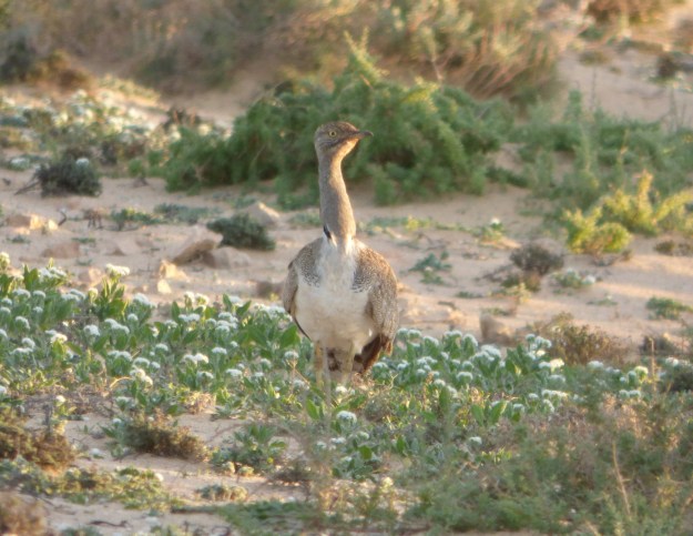 hubara-fuerteventura-081216