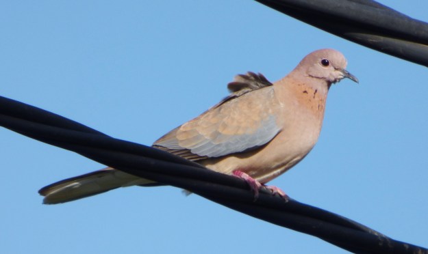 tortola-senegalesa-101216-4-copy